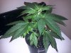 BG #1 Top wk2 day5 veg.jpg