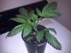 G13 #3-looks like male-wk2 day5 veg.jpg