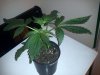 G13 #2-female hope-wk2 day5 veg.jpg