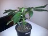 G13 #2 (90% chance female) wk2 day5 veg.jpg
