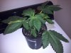 G13 #1-SC Top wk2 day5 veg.jpg