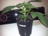 G13 #1-SC-wk2 day5 veg.jpg