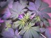 G13H #1 wk3 day6 veg top down.jpg