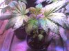 G13H #3 wk3 day6 veg.jpg