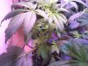 G13H #2 wk3 day6 veg.jpg
