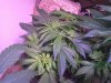 BG #2 wk3 day6 veg.jpg