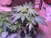 BG #1 wk3 day6 veg.jpg