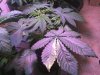 G13H #1 wk3 day6 veg.jpg