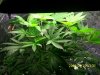day 46 of second plant january 23rd 2012 2.JPG day 46 of second plant january 23rd 2012 2.JPG