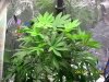 day 46 of second plant january 23rd 2012.JPG day 46 of second plant january 23rd 2012.JPG