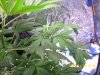 day 36 of third plant january 23rd 2012 2.JPG day 36 of third plant january 23rd 2012 2.JPG