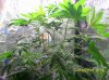 day 46 of second plant january 23rd 2012 3.JPG day 46 of second plant january 23rd 2012 3.JPG