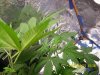 day 36 of third plant january 23rd 2012.JPG day 36 of third plant january 23rd 2012.JPG