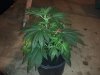 BG #1 wk1 day1 bloom.jpg