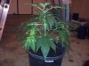 BG #1 transplant wk1 day1 bloom.jpg