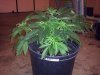 BG #2 transplant wk1 day1 bloom.jpg