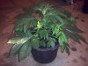 G13H #1 wk1 day1 bloom.jpg