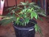 G13H #1 transplant wk1 day1 bloom.jpg