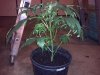 G13H #2 transplant wk1 day1 bloom.jpg