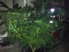 Great Bloom night wk3 day5 bloom.jpg