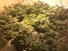 Full Room wk3 day5 bloom.jpg