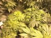 G13 BG wk1 day5 bloom.jpg