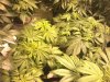 BG G13 wk1 day5 bloom.jpg