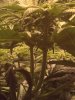 FIM perk wk3 day6 bloom.jpg