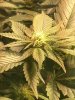 Budding wk3 day6 bloom.jpg