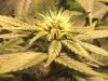 Bud wk3 day6 bloom.jpg
