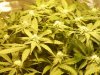 Day 19ish of Bloom 004.jpg