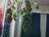 cannabis2 034.jpg