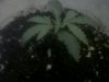 grow shot.jpg