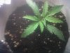 grow shot 1.jpg