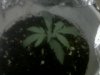 grow shot 2.jpg