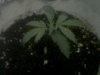 grow shot 3.jpg