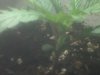grow shot 4.jpg