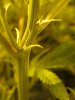 plant #4.jpg