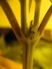 plant #2.jpg