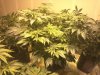Fatty wk4 day1 bloom.jpg