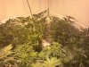 Side Light wk4 day1 bloom.jpg