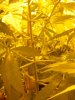 arjan haze wk4.jpg