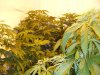 white rhino wk 5 in bk.jpg