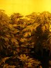 hemp cave.jpg