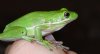 frog close up.jpg