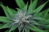 Ace of Spades (a) 4 Week 3.jpg Ace of Spades (a) 4 Week 3.jpg