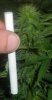 j27GWSbud.jpg