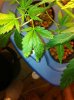 IMG_0136.jpg