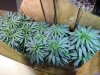 plants.jpg