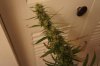 DSC00666.jpg